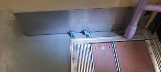 Bonn: 18 blaue Frösche in Stadtbahn unterwegs