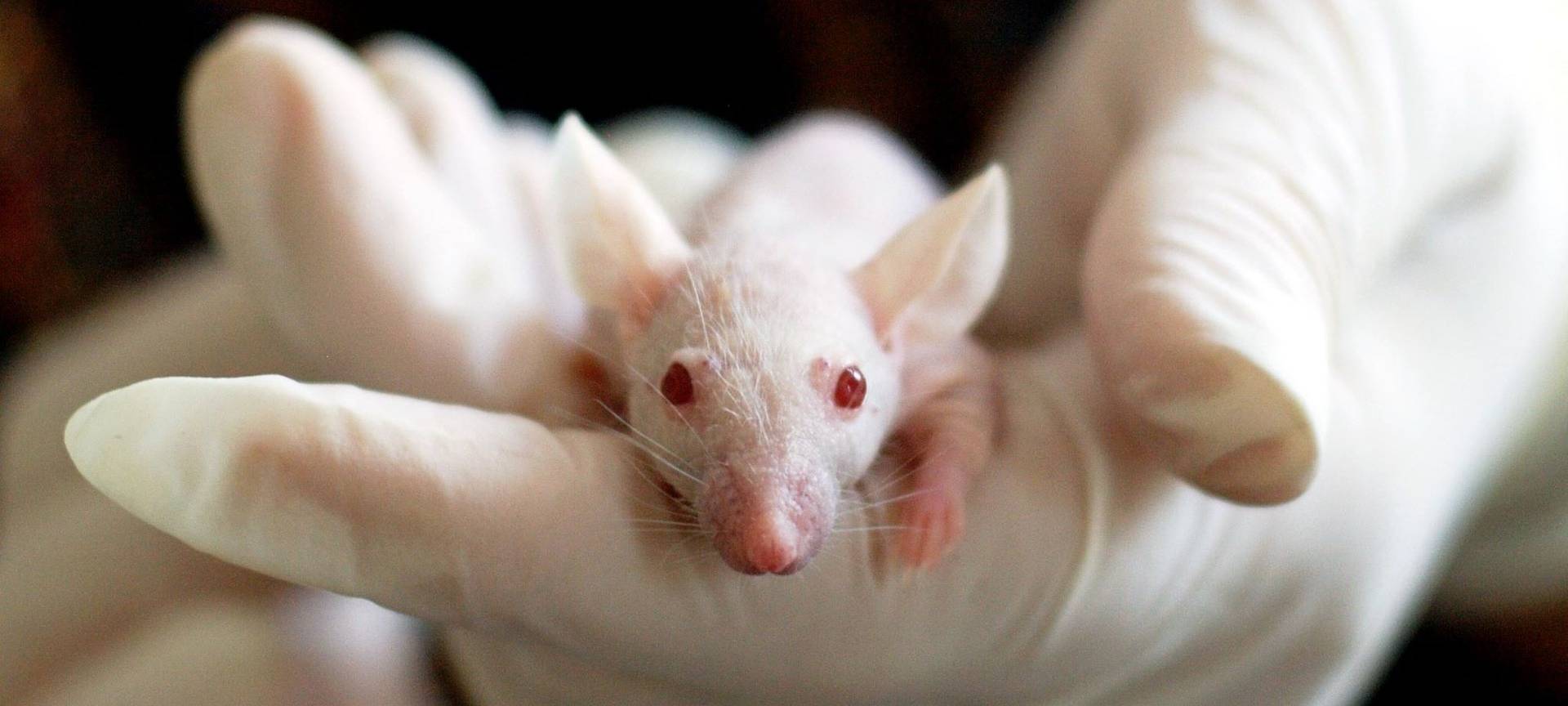 Uni Bonn will Tierversuche wenn möglich reduzieren