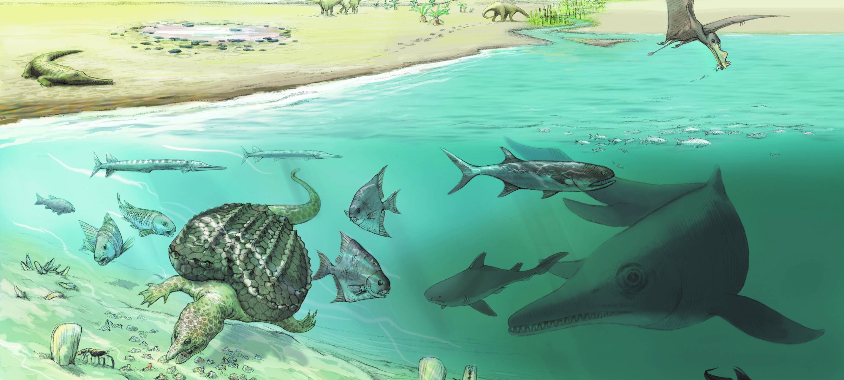 Fossilien aus Alpen identifiziert