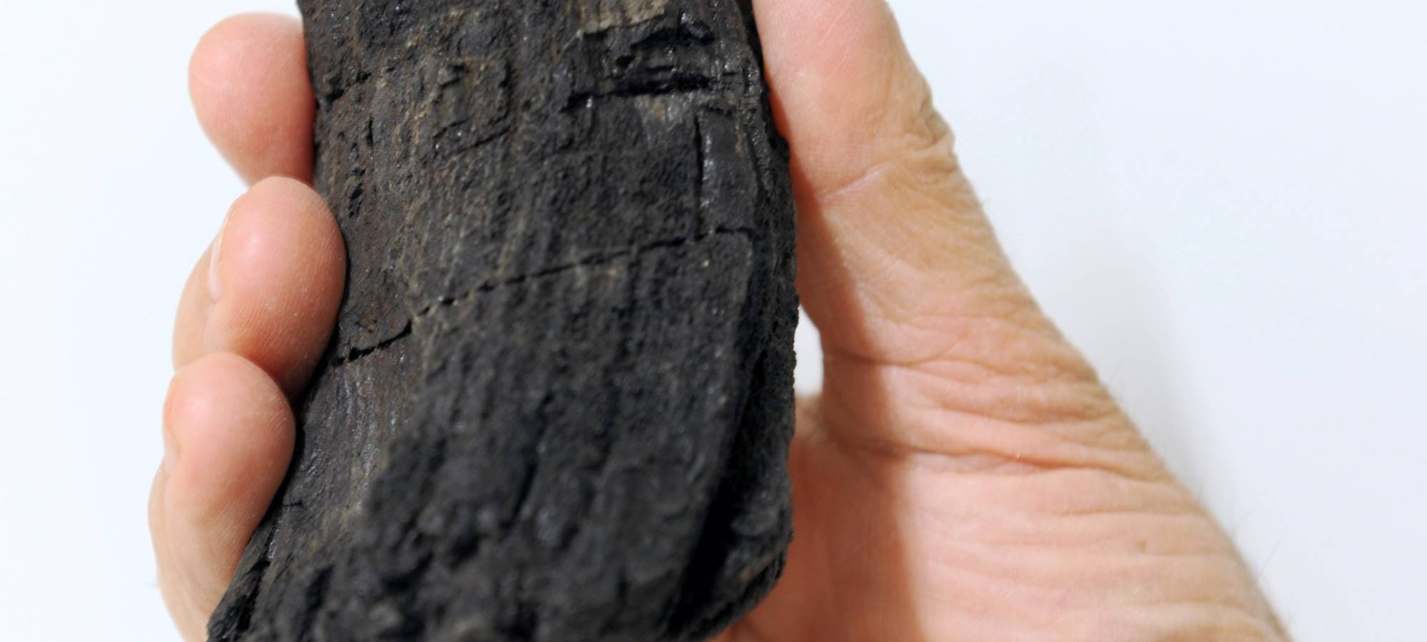 Fossilien aus Alpen identifiziert