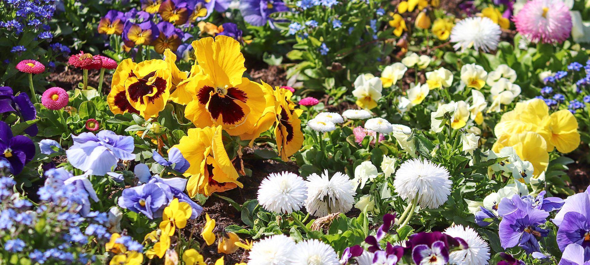 Blumiges Bonn: Das Umweltamt pflanzt tausende Sommerblumen