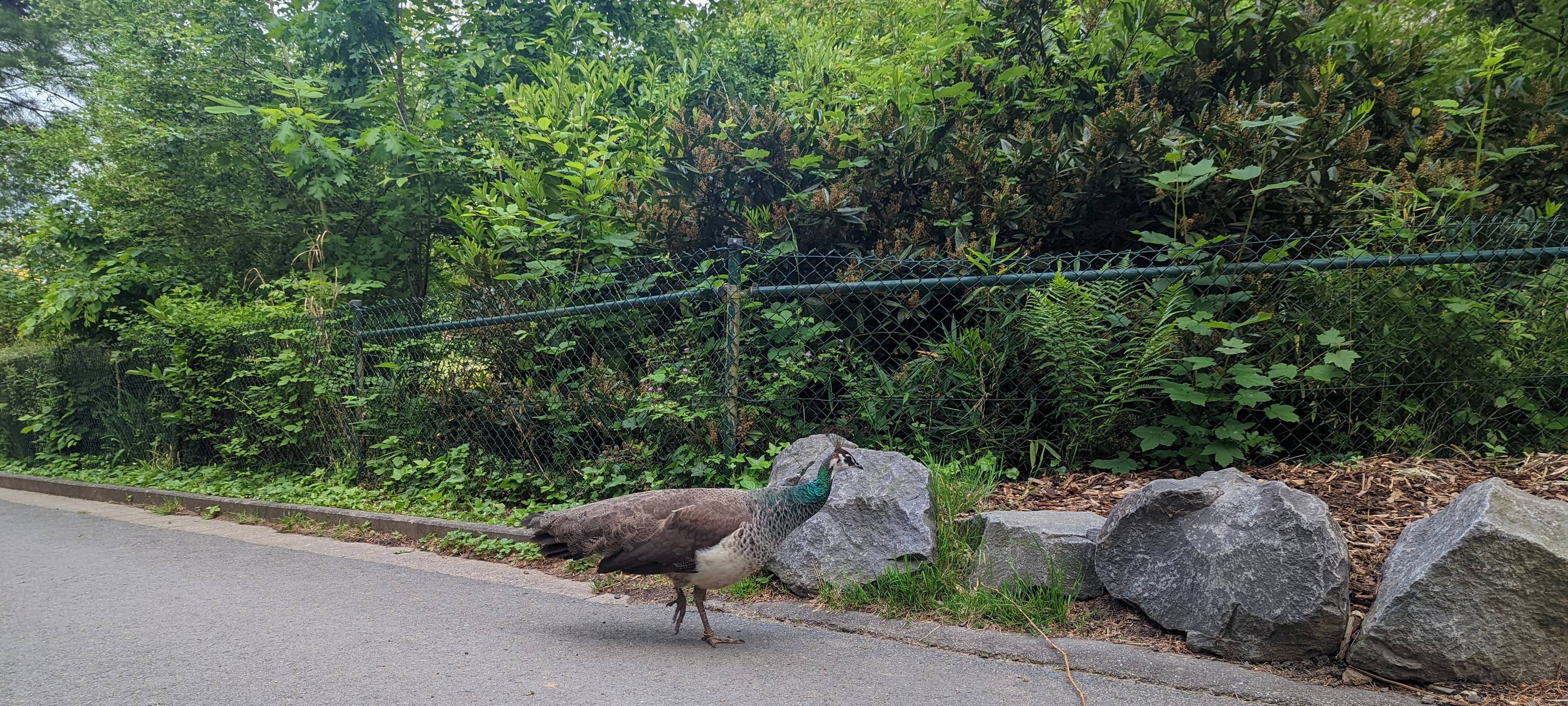 Der Zoo in Neuwied