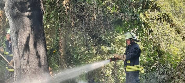 Feuerwehr löscht Flächenbrand in Alfter