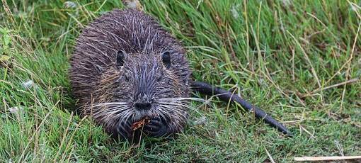 Wieder Jagd auf Nutrias am Rheinauensee in Bonn