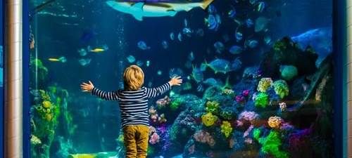 Sea Life Königswinter öffnet zum letzten Mal