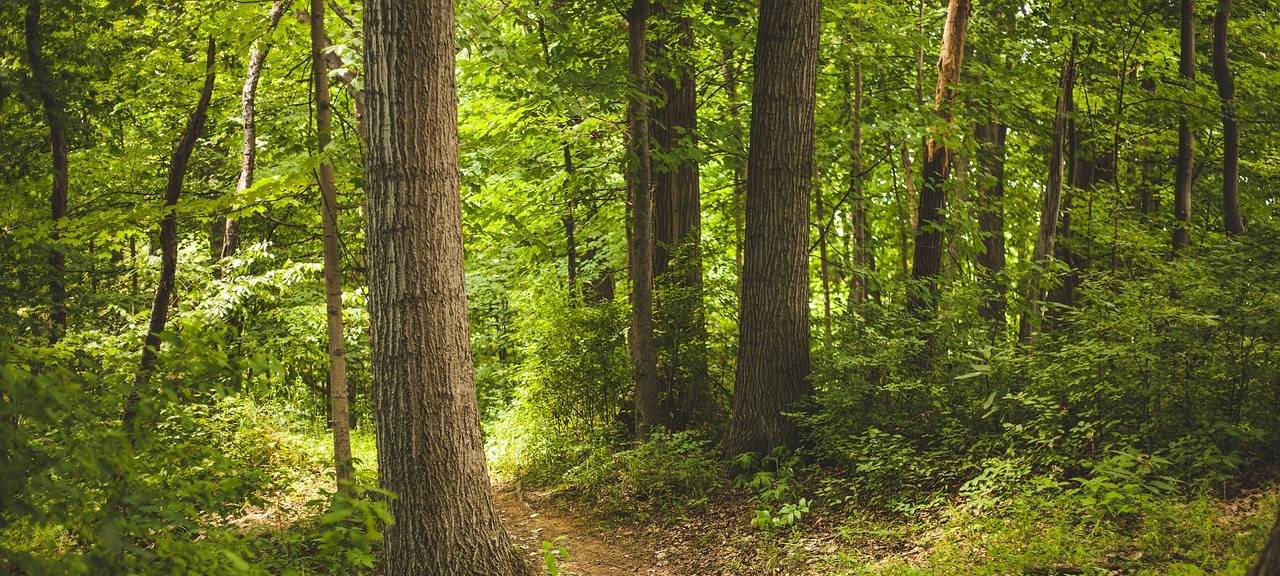 Baumsterben im Kottenforst nach Dürresommer 2018