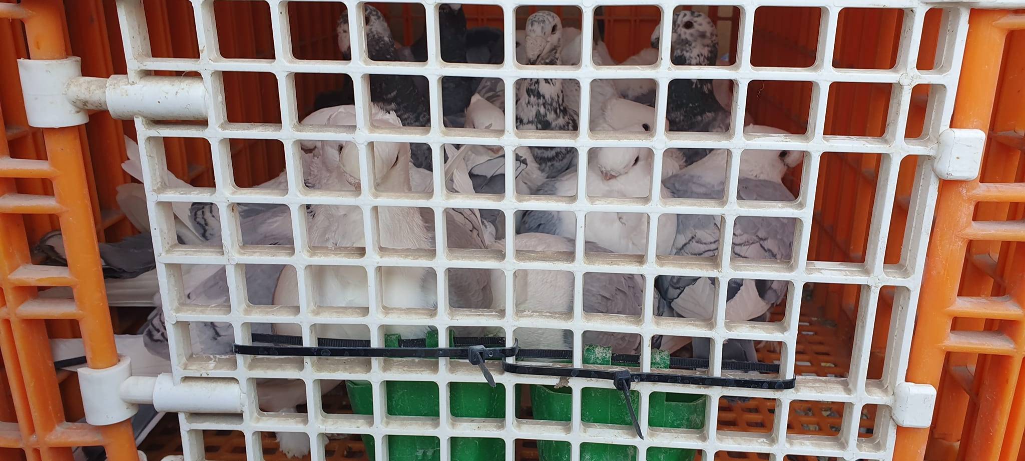 Hunderte Tauben gerettet - Bonner Tierheim bittet um Hilfe