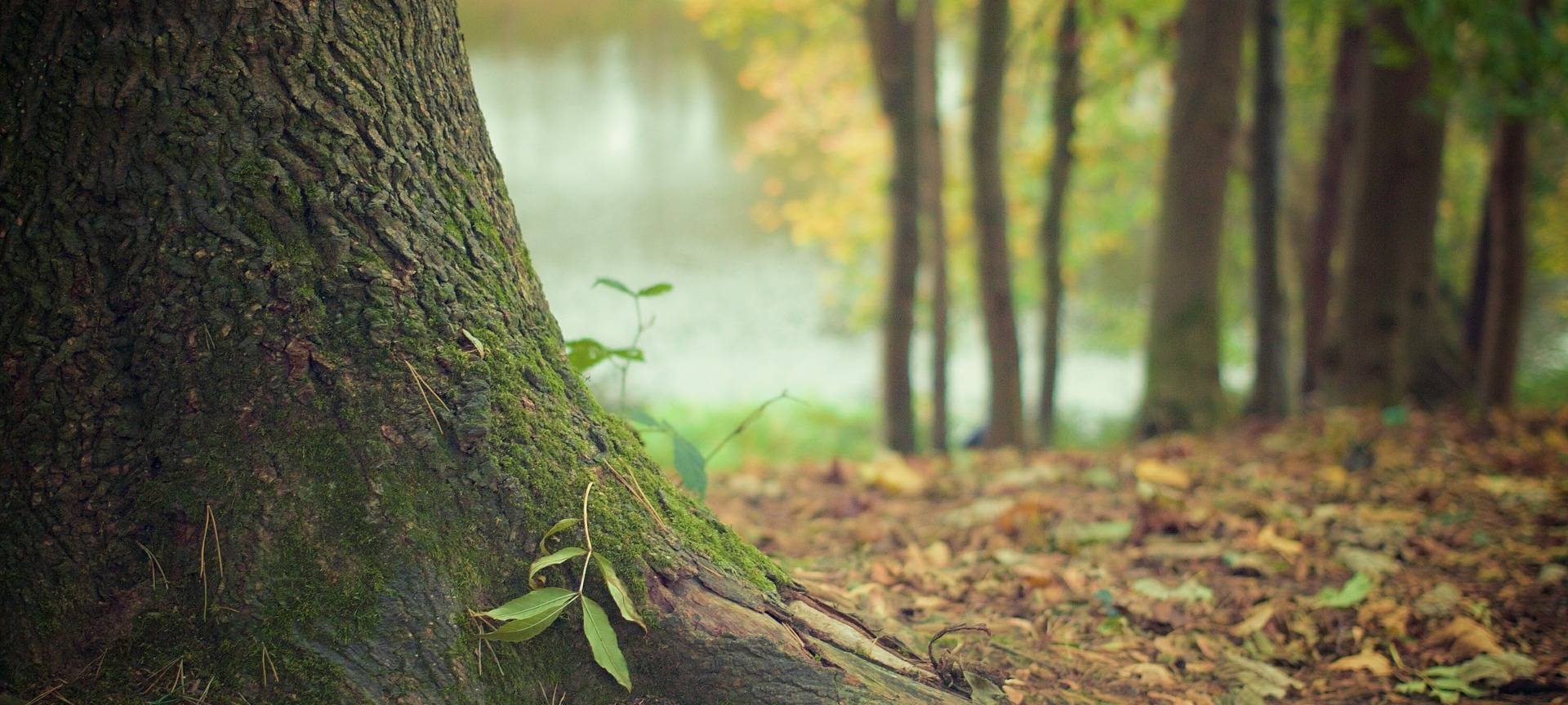 Waldsterben in Bonn und dem Rhein-Sieg-Kreis