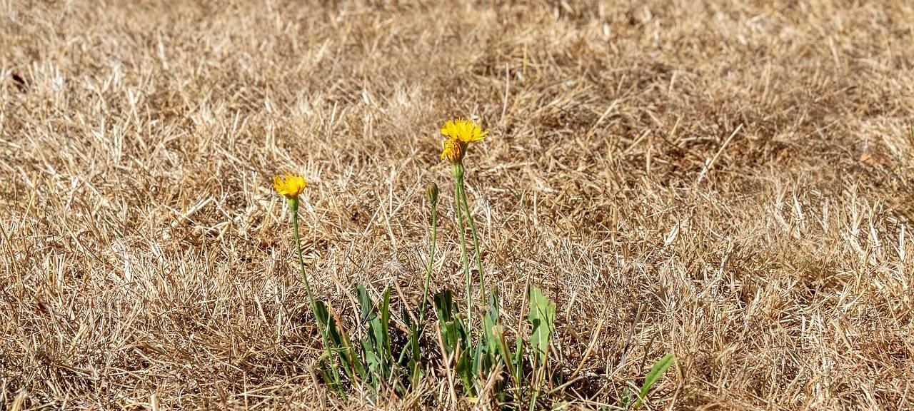 Sommerhitze: Es ist trocken in Bonn und dem Rhein-Sieg-Kreis