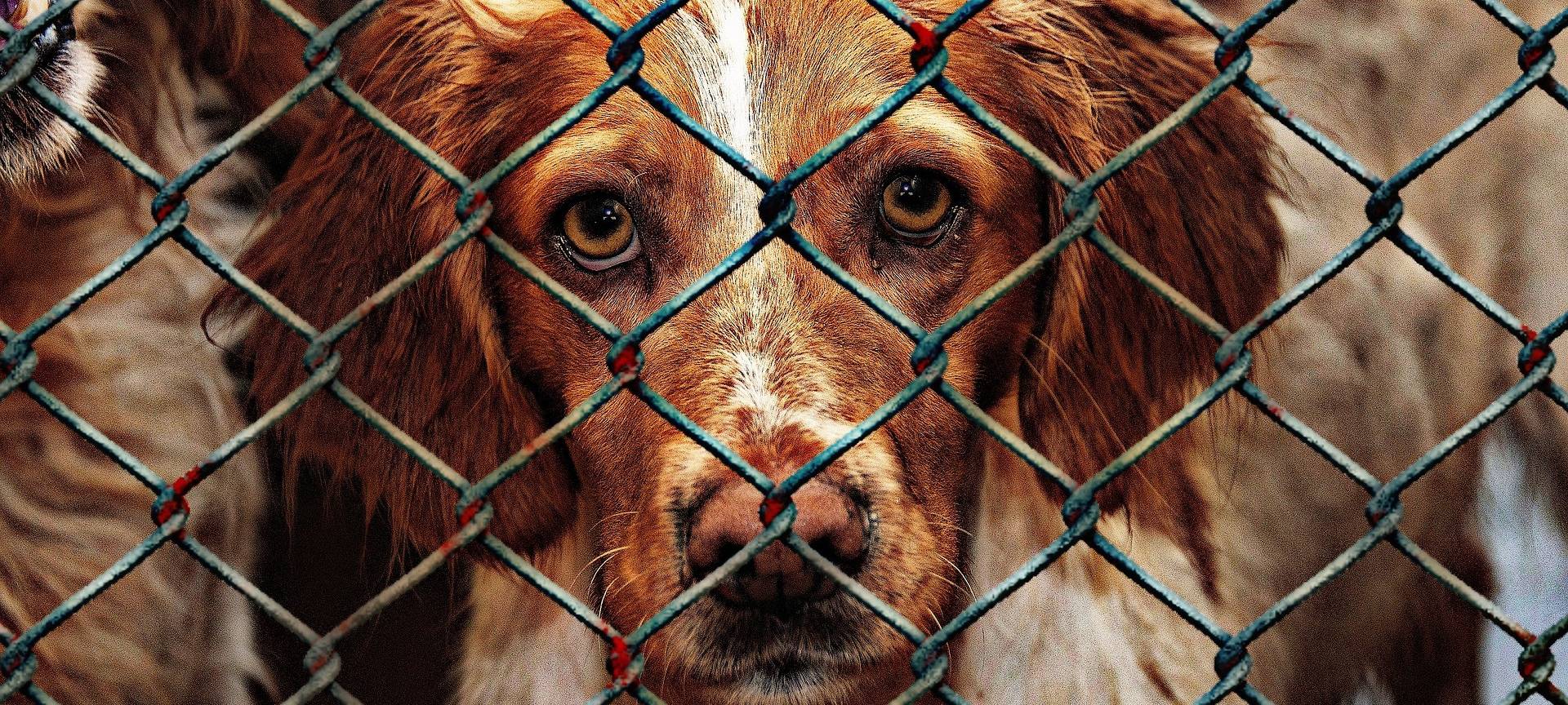 Bonner Tierschutzbund fordert Hilfe von der Politik