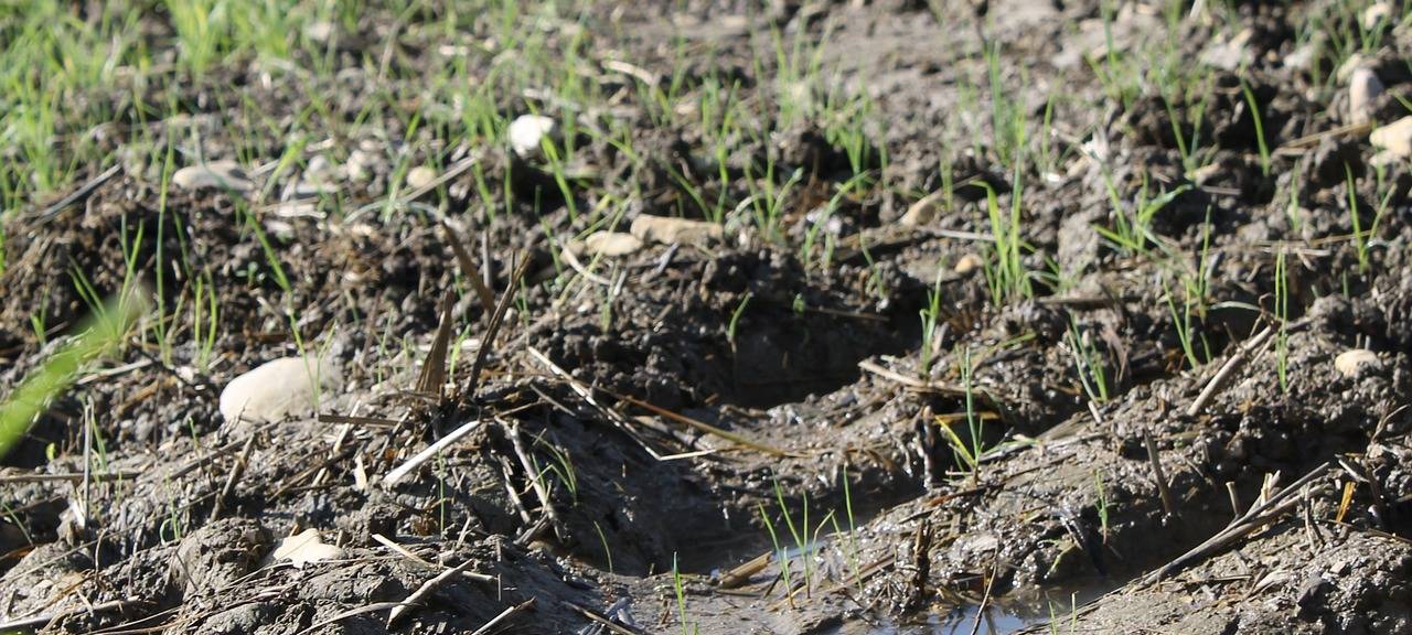 Viel Schlamm in der Bonner Rheinaue - neuer Rasen im Herbst