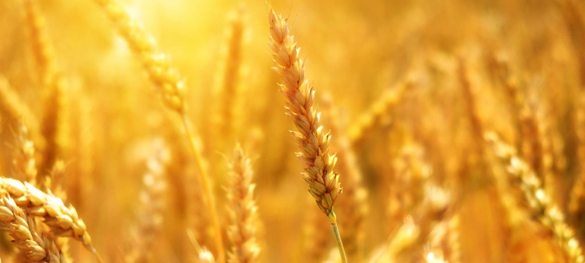 Landwirte hoffen auf trockenes Wetter für die Getreideernte
