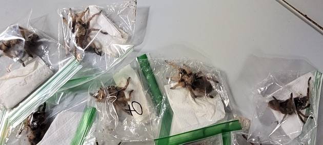 Flughafen Köln/Bonn: Zoll findet über 600 Insekten und Spinnen