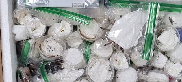 Flughafen Köln/Bonn: Zoll findet über 600 Insekten und Spinnen