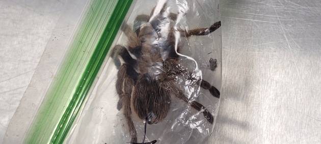 Flughafen Köln/Bonn: Zoll findet über 600 Insekten und Spinnen