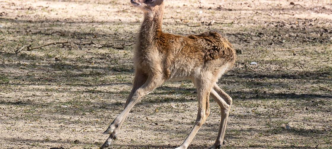 Kölner Zoo: Nachwuchs bei den Antilopen