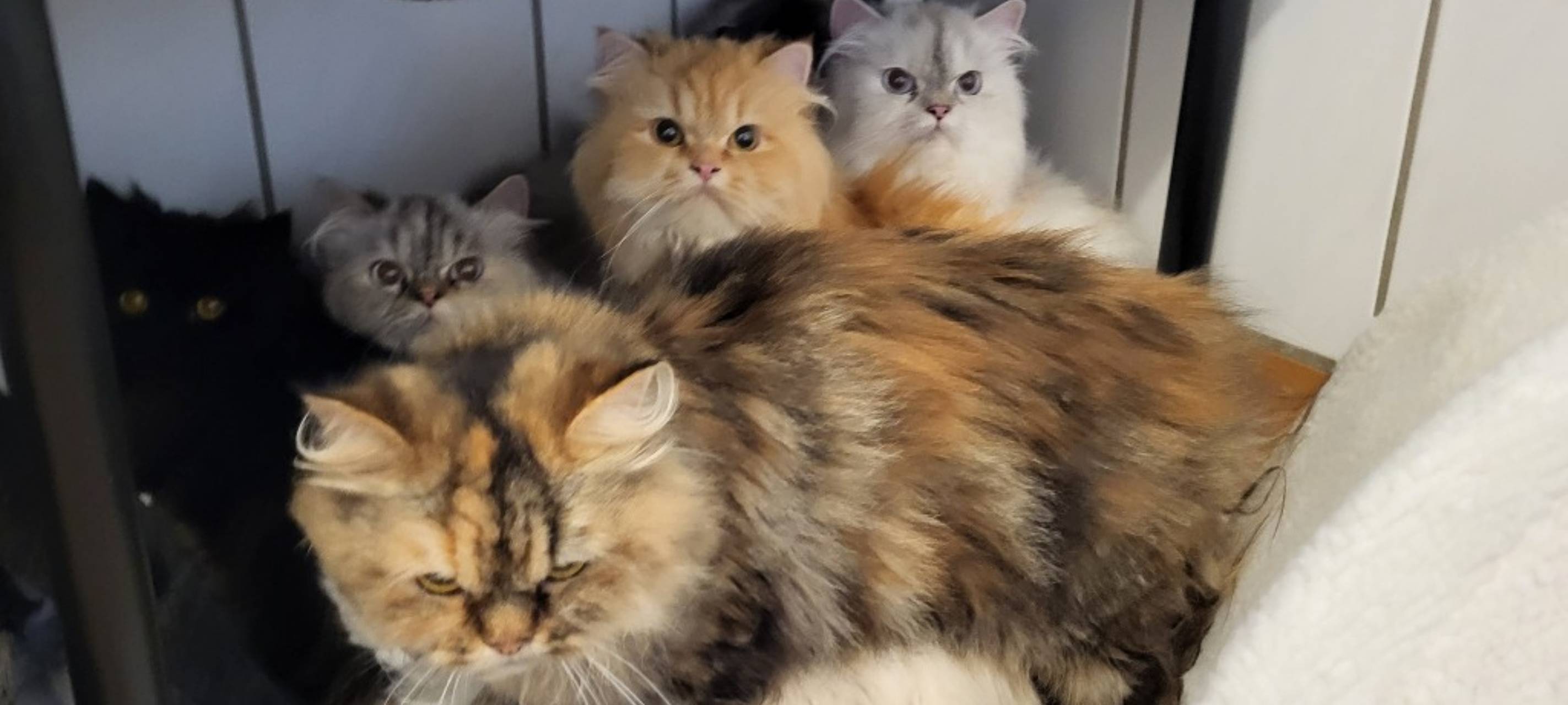 Bonner Feuerwehr rettet 60 Katzen aus einer Wohnung