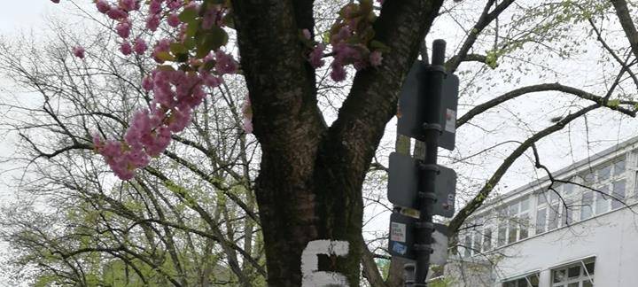 Kirschbäume in der Altstadt beschmiert