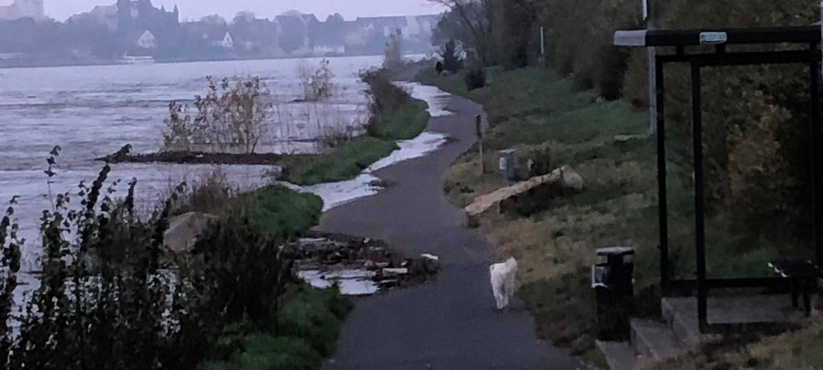 Steigende Pegel an Rhein und Sieg - Hochwasser droht