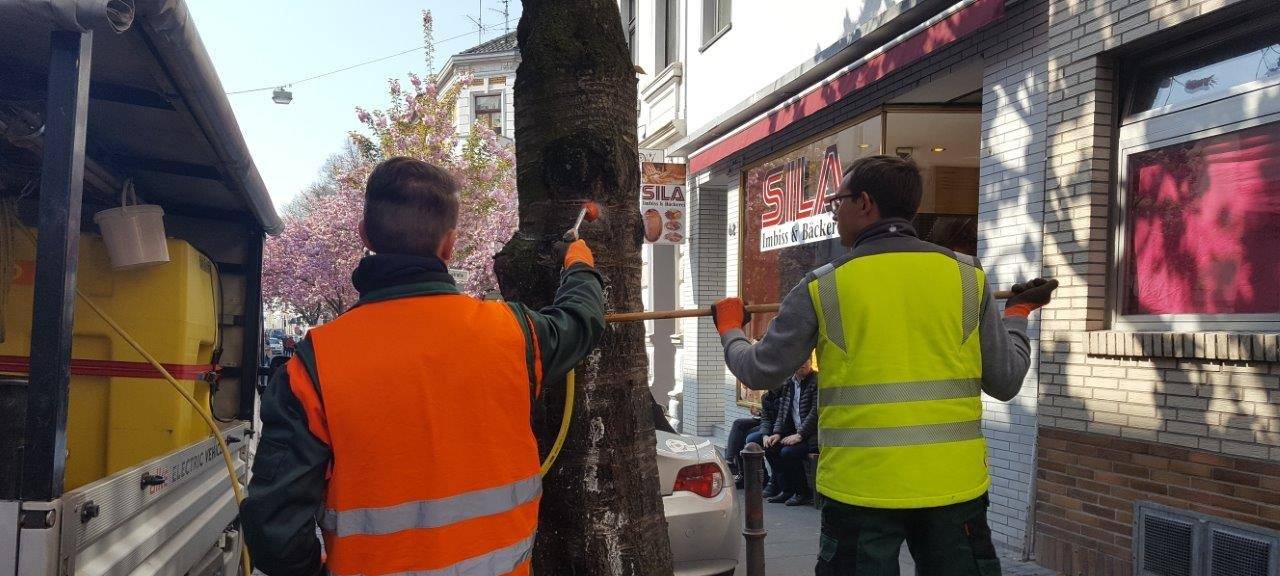Kirschbäume können gereinigt werden
