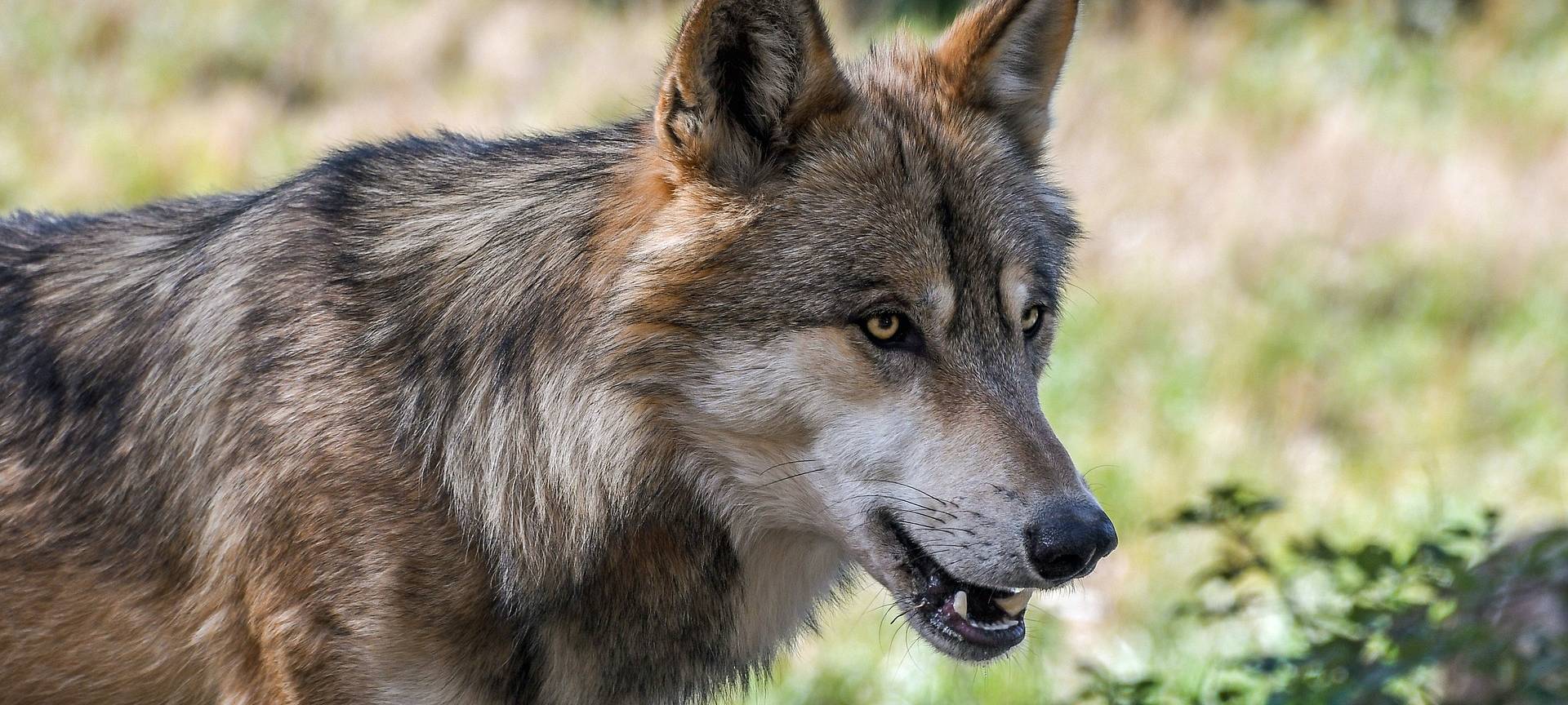 Schafe in Königswinter gerissen - war es ein Wolf?