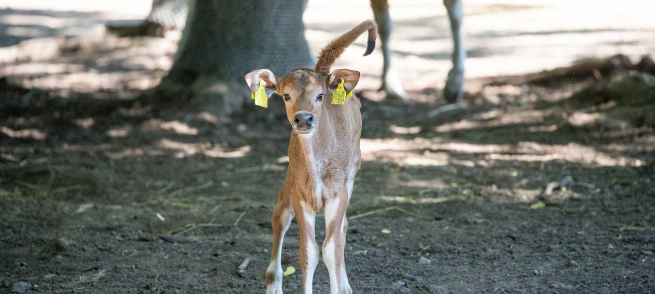 Nachzucht im Kölner Zoo: Banteng-Kälbchen "Joseph" ist da