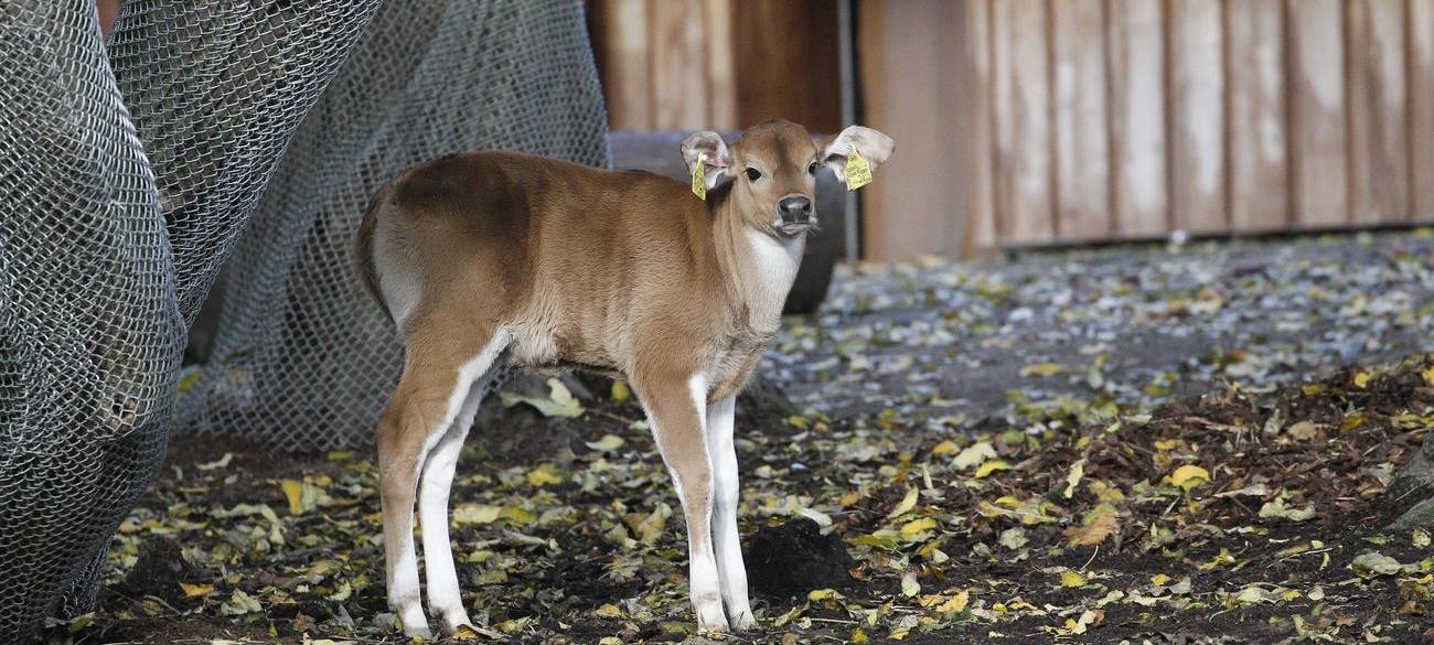 Nachzucht im Kölner Zoo: Banteng-Kälbchen "Joseph" ist da