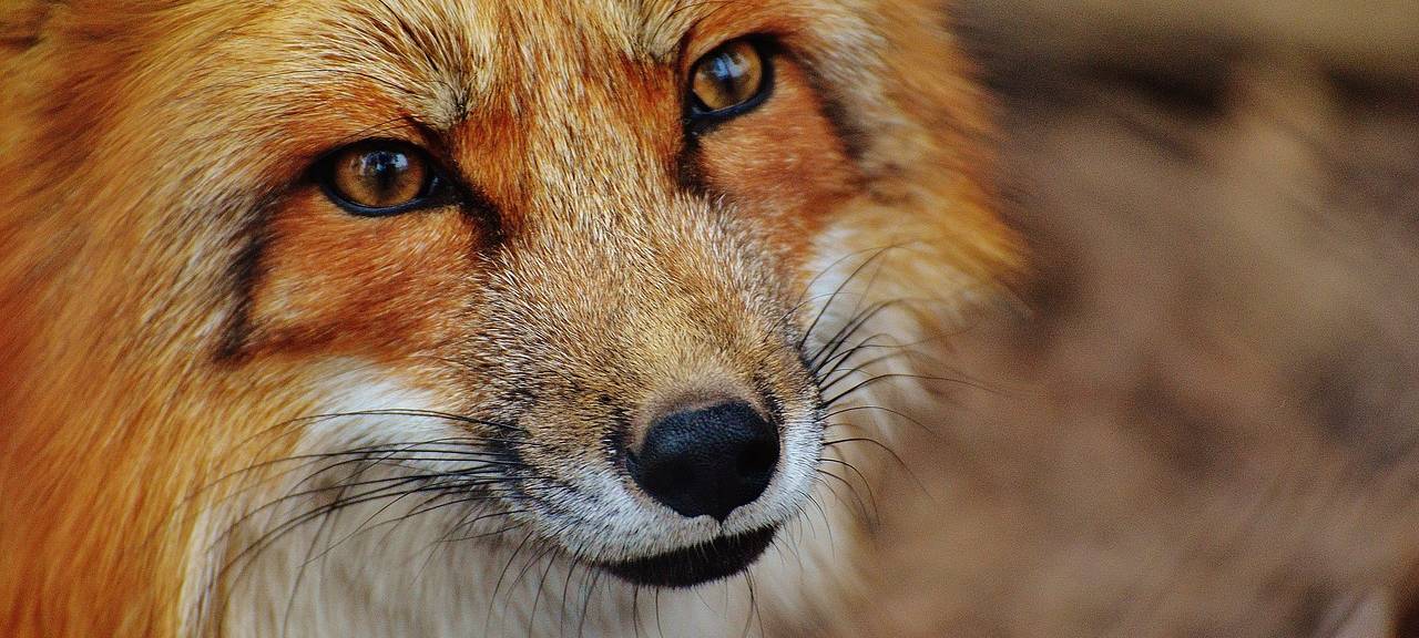 Fuchsjagd in Lohmar: PETA fordert Verbot