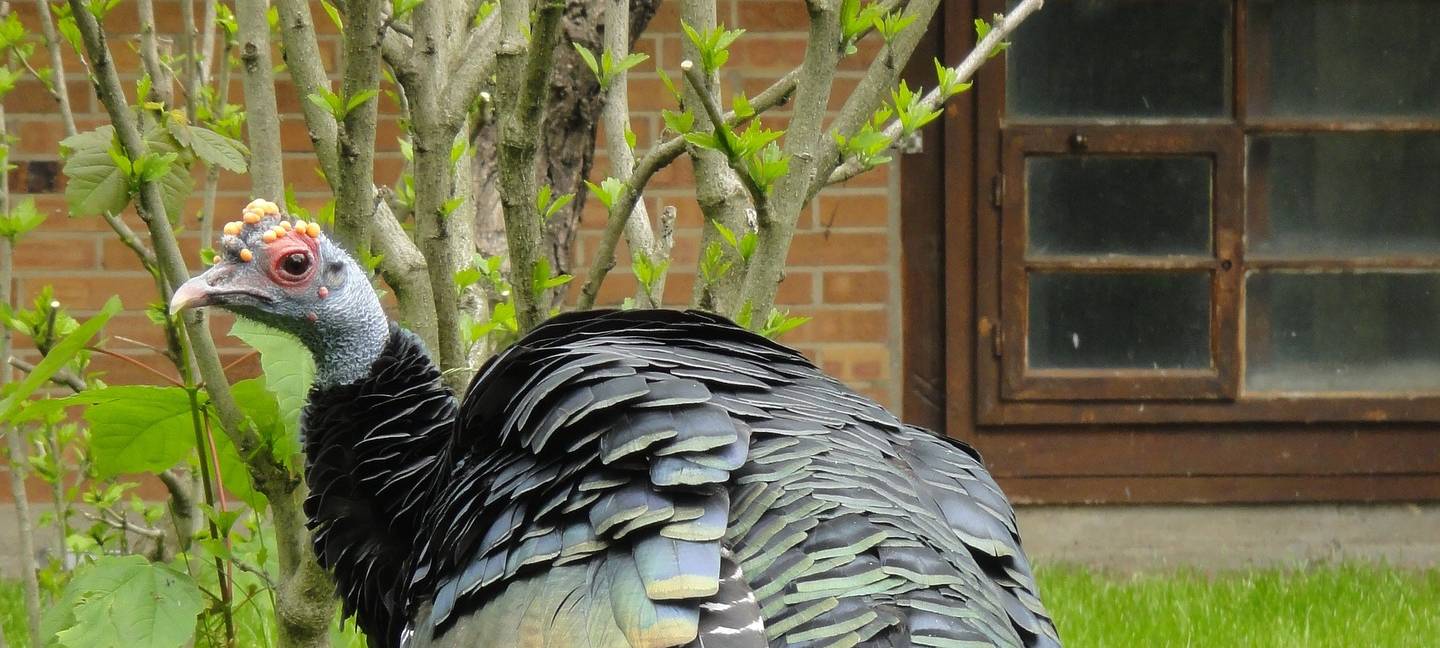 Kölner Zoo geschlossen - Vogelgrippe!