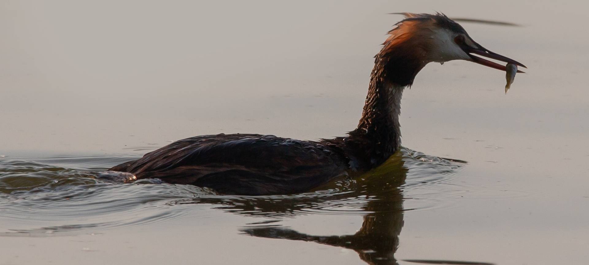Frühjahrsputz am Kurpark-Weiher in Bonn-Bad Godesberg