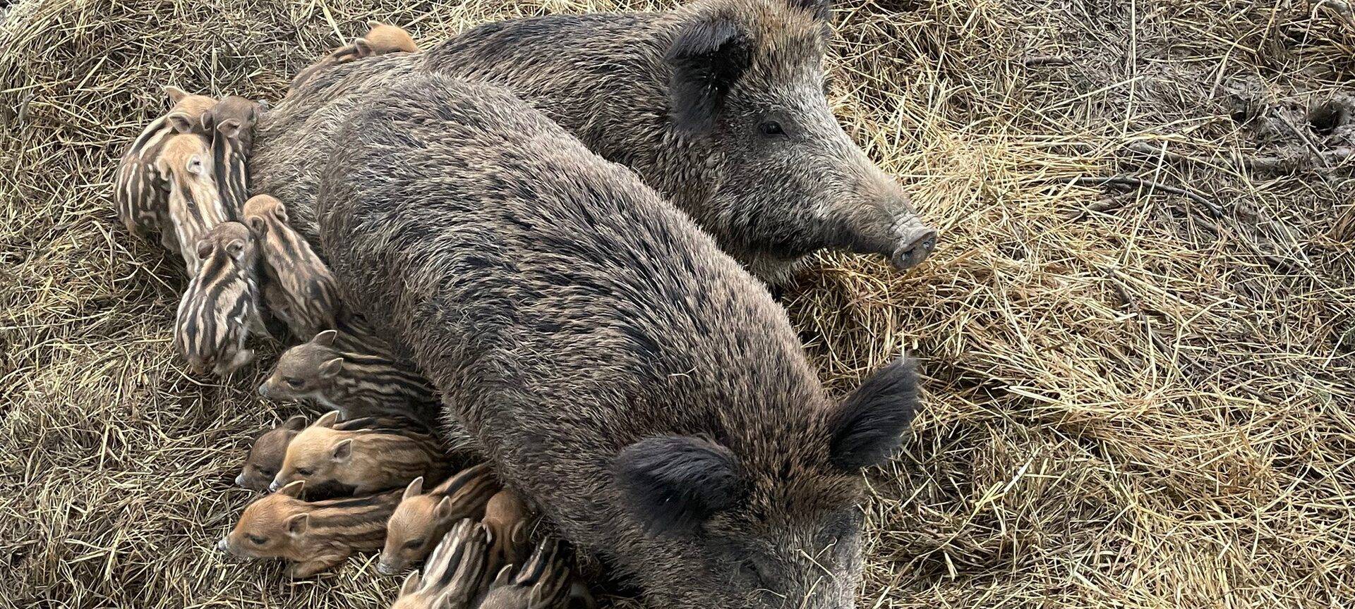 Bonn: Kleine Wildschweinchen in der Waldau
