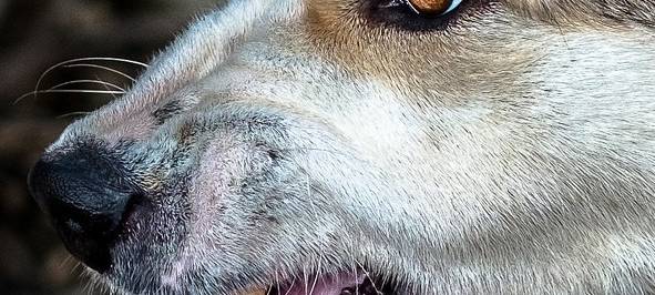 Schwere Hundeattacke in Bonn-Beuel: Polizei sucht Zeugen