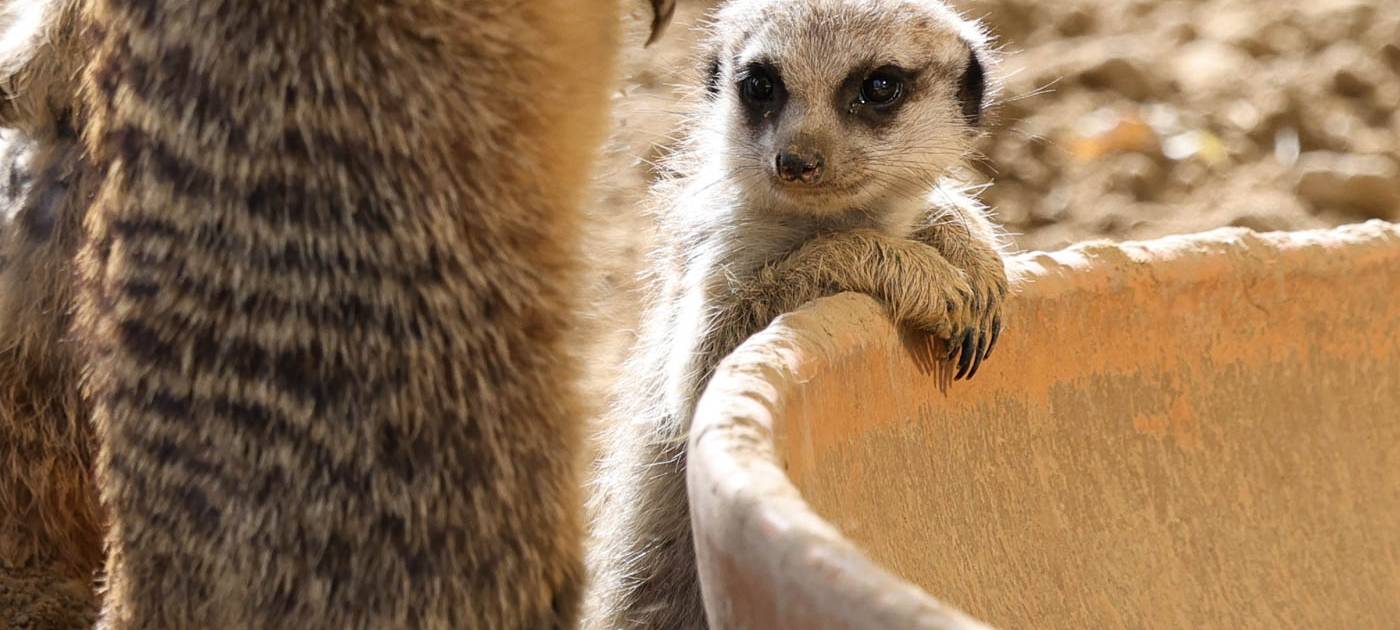 Baby-Boom geht weiter: Drei neugeborene Erdmännchen im Kölner Zoo