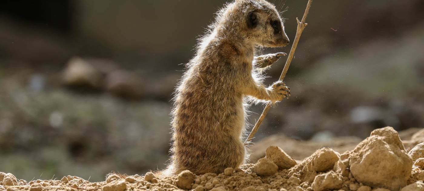 Baby-Boom geht weiter: Drei neugeborene Erdmännchen im Kölner Zoo