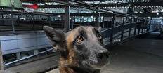 Spürhunde finden über 200 Kilo Drogen am Flughafen Köln/Bonn