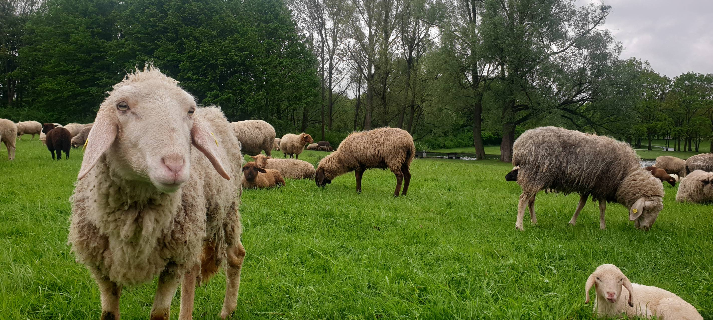 Bonn: Bürger sorgen sich um Maul- und Klauenseuche