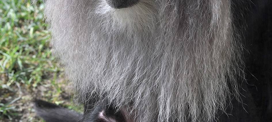 Kölner Zoo: Nachwuchs bei den seltenen Bartaffen