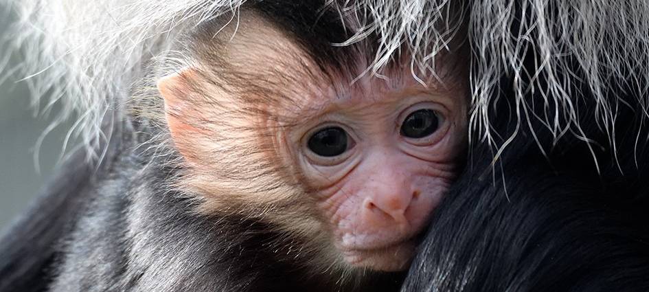 Kölner Zoo: Nachwuchs bei den seltenen Bartaffen