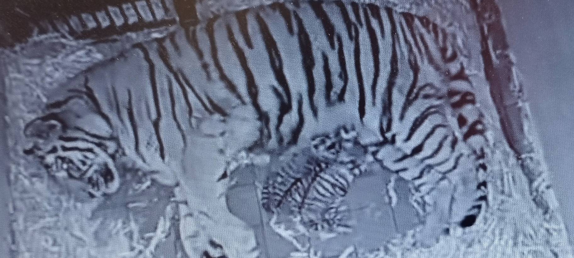 Tiger-Nachwuchs im Kölner Zoo