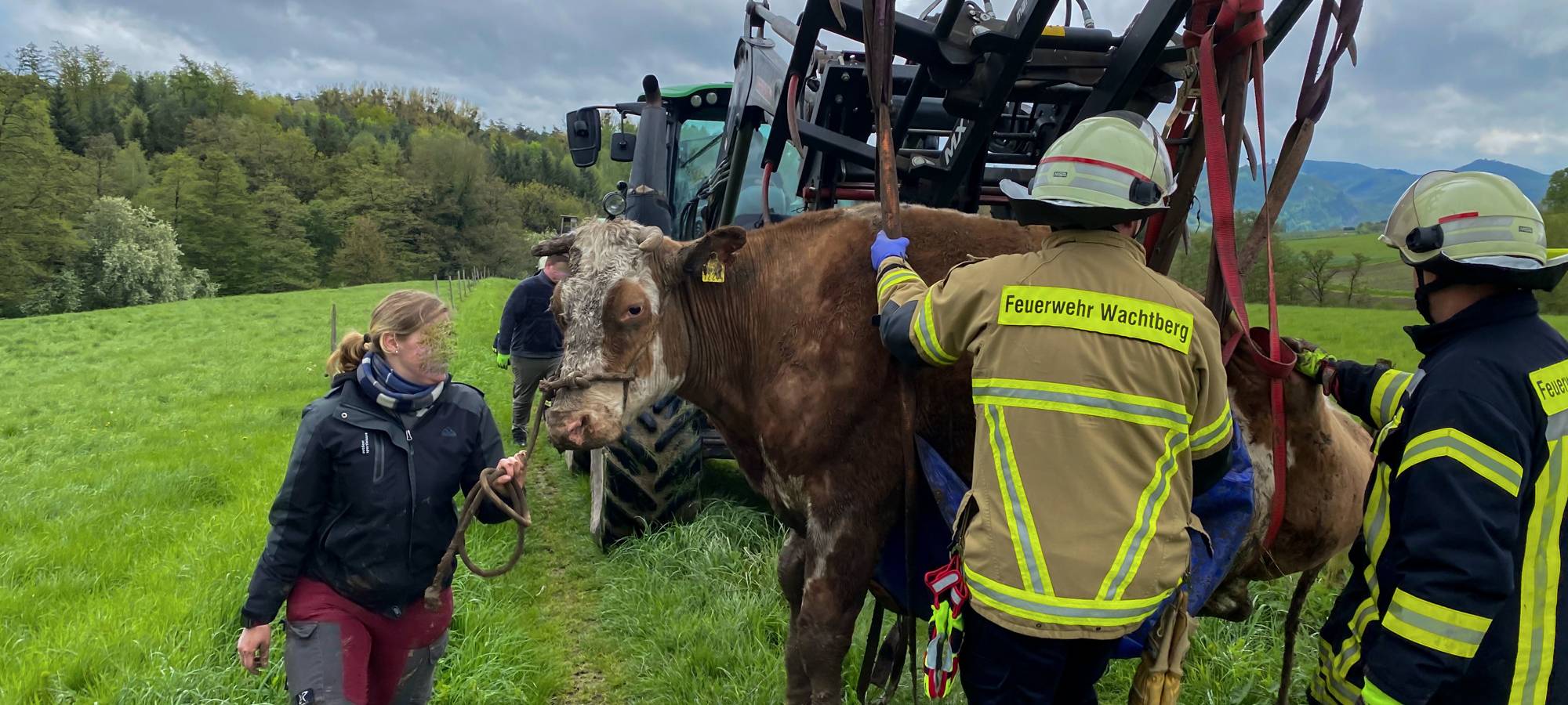 Wachtberg: Eingesunkene Kuh gerettet