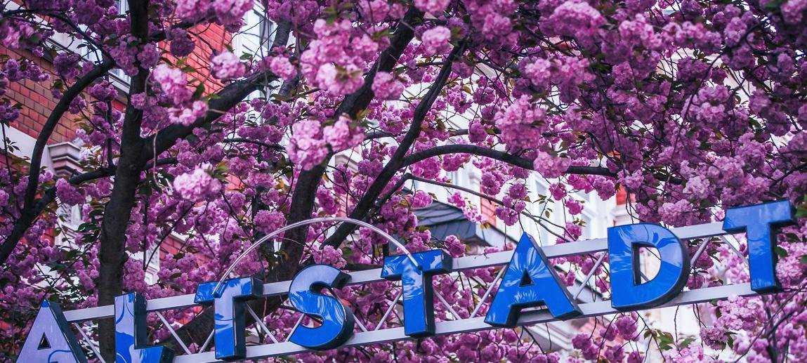 Mildes Wetter: Ordentlicher Schub für die Kirschblüte - auch in der Bonner Altstadt