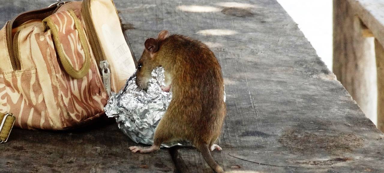 Niederkassel wieder im Anti-Ratten-Einsatz