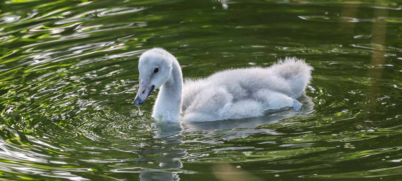 Kölner Zoo: Trompeterschwan mit Pflegeeltern