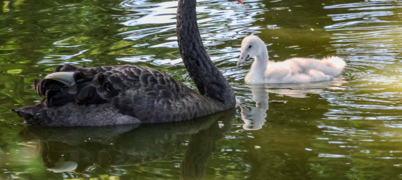 Kölner Zoo: Trompeterschwan mit Pflegeeltern