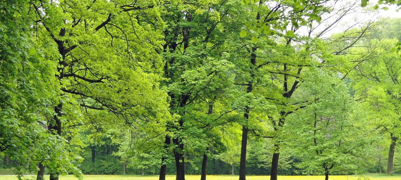 "Sport im Park": kostenlose Sportangebote in Meckenheim