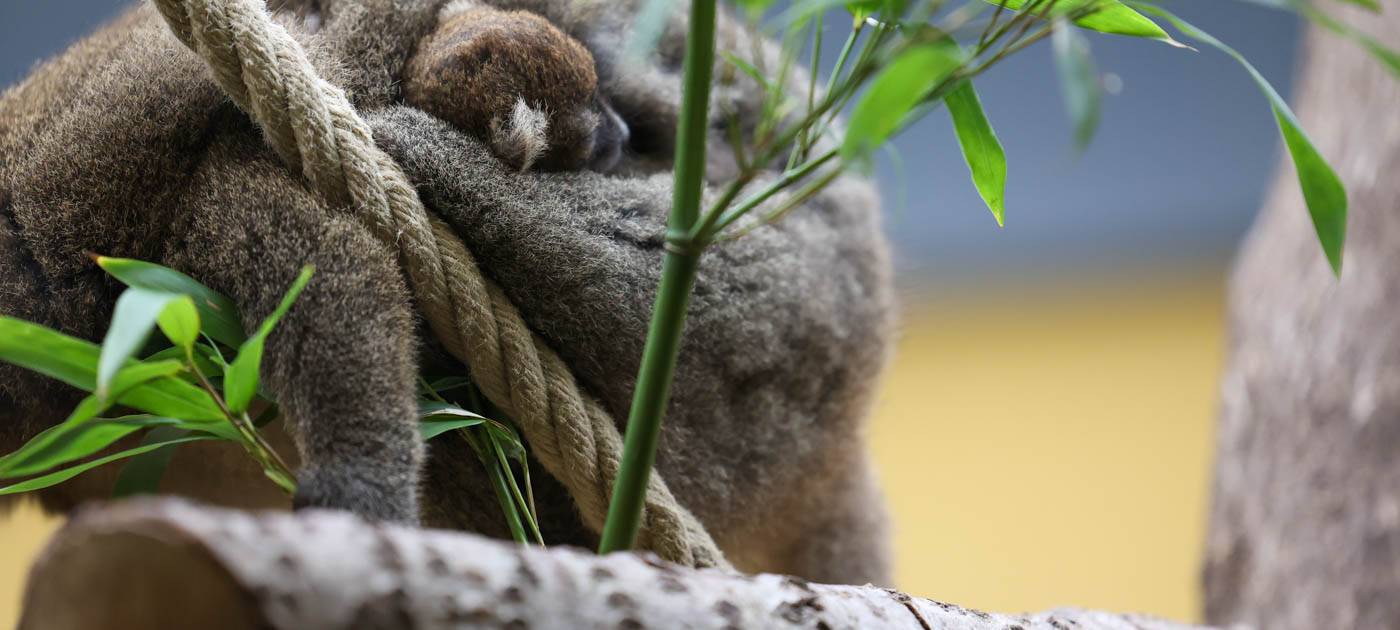 Zwillingsgeburt im Kölner Zoo: Doppel-Nachwuchs bei den Bambuslemuren