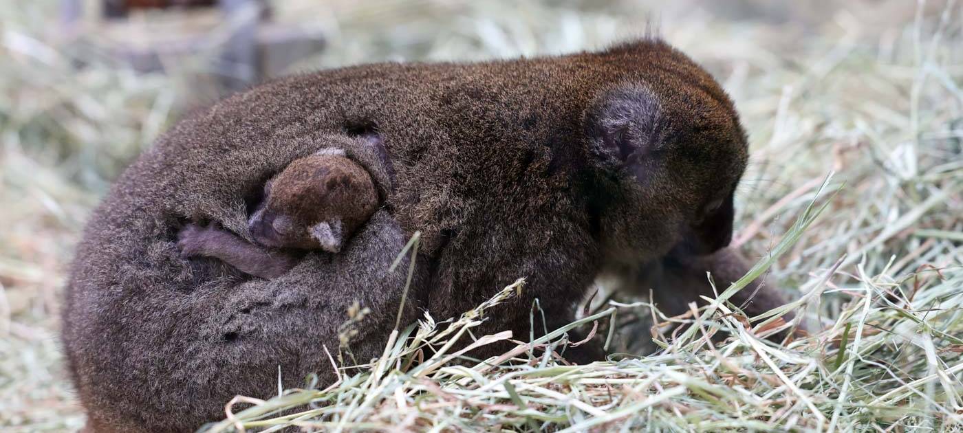 Zwillingsgeburt im Kölner Zoo: Doppel-Nachwuchs bei den Bambuslemuren