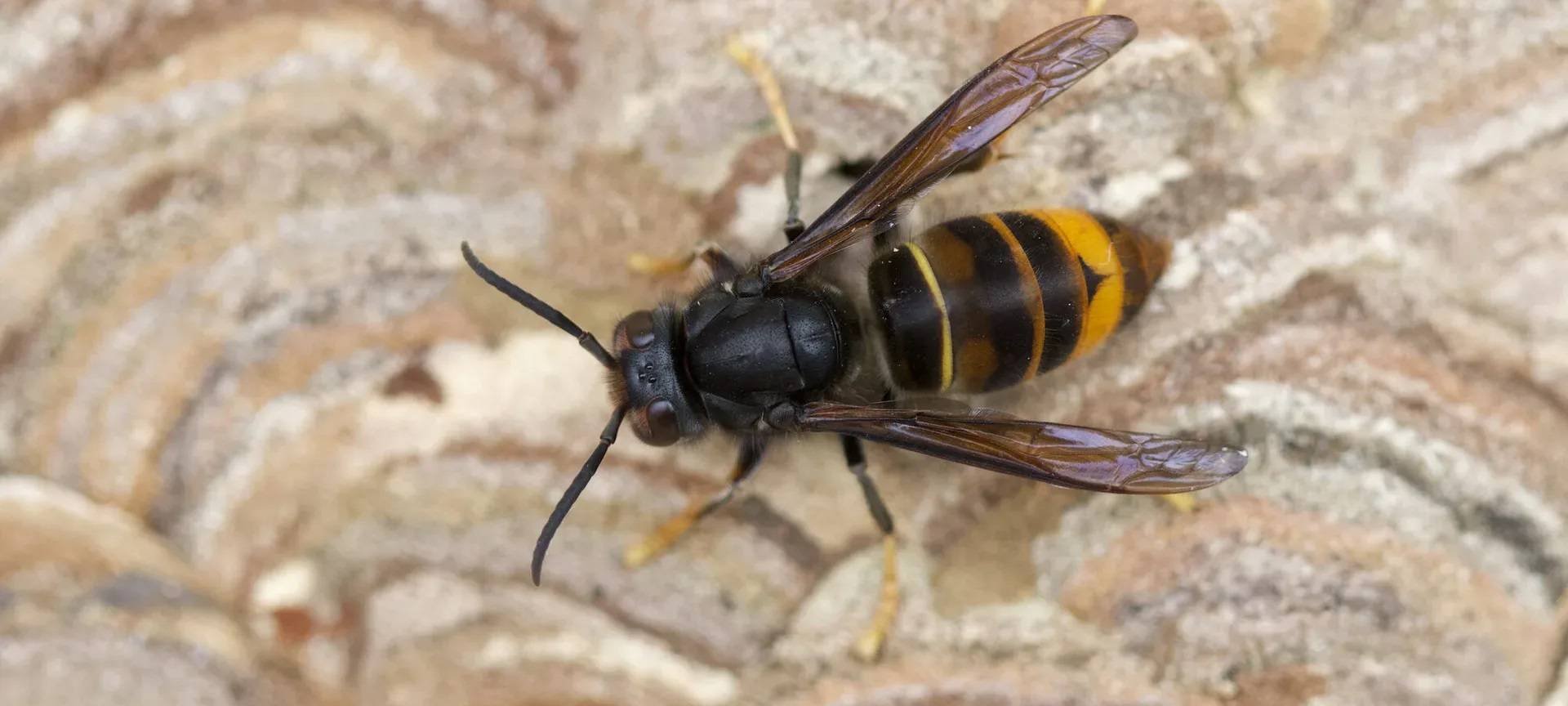Asiatische Hornisse bedroht Insekten im Rhein-Sieg-Kreis