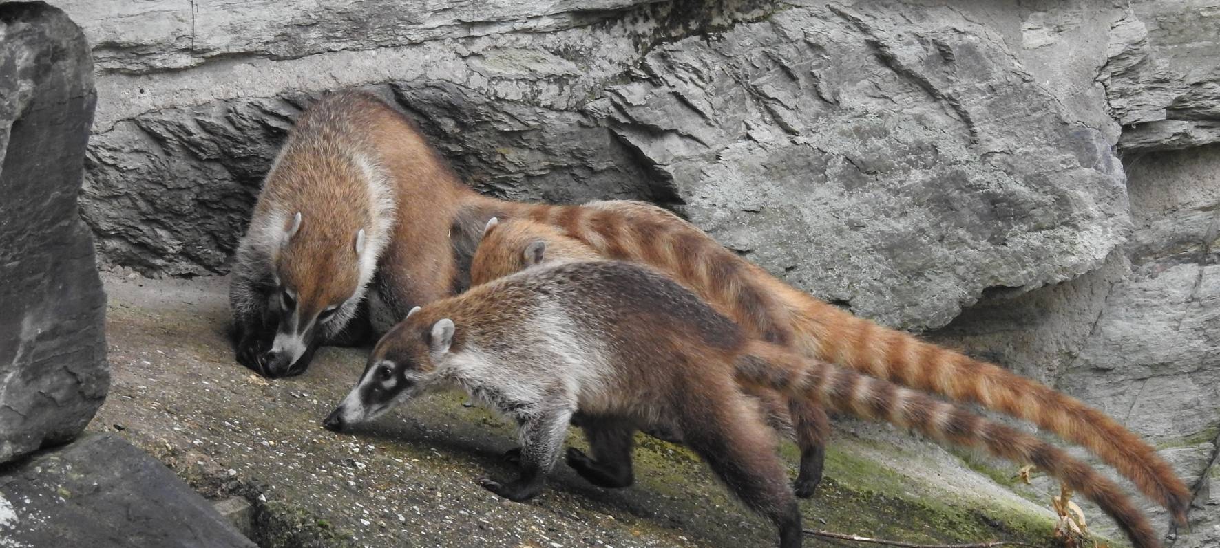 Kölner Zoo stellt Nasenbären vor