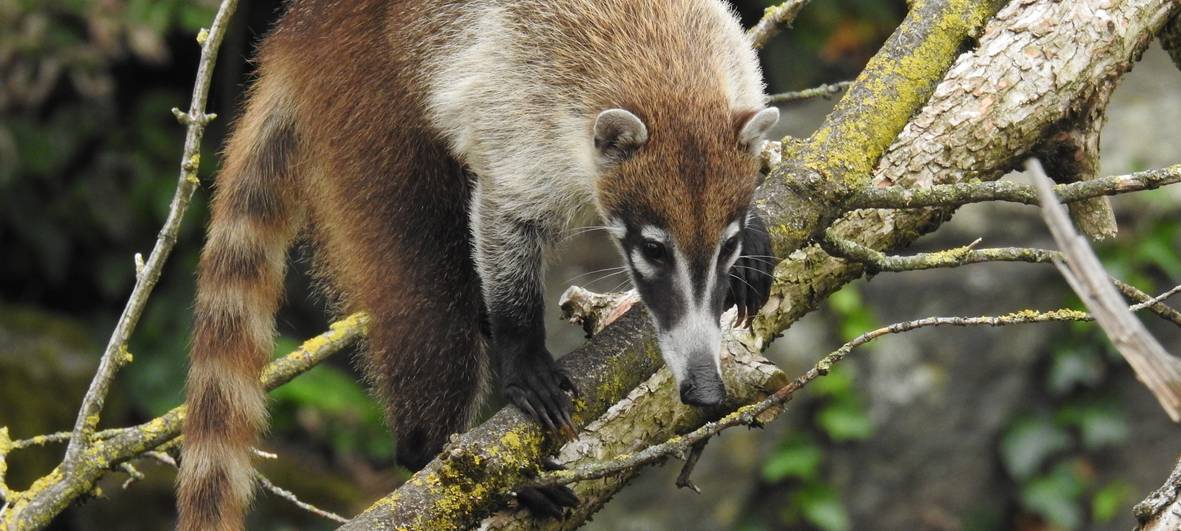 Kölner Zoo stellt Nasenbären vor